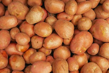 Küçük şehir pazarında taze patates. Organik ürünler açık pazarda satılıyor. Taze ekin ve sebze hasadı satıyorum. Avrupa şehir merkezi. Kapatın. Dizinin bir parçası.