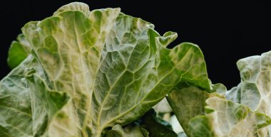 Küçük şehir pazarında taze sebzeler. Organik ürünler açık pazarda satılıyor. Taze ekin ve sebze hasadı satıyorum. Avrupa şehir merkezi. Kapatın. Dizinin bir parçası.