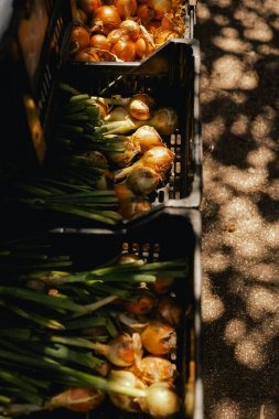 Küçük bir markette plastik kutularda taze soğan. Organik ürünler açık pazarda satılıyor. Taze ekin ve sebze hasadı satıyorum. Dizinin bir parçası.