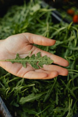 Küçük yerel bir markette taze roka hazır. Organik ürünler açık pazarda satılıyor. Taze ekin ve sebze hasadı satıyorum. Avrupa şehir merkezi. Kapatın. Dizinin bir parçası.