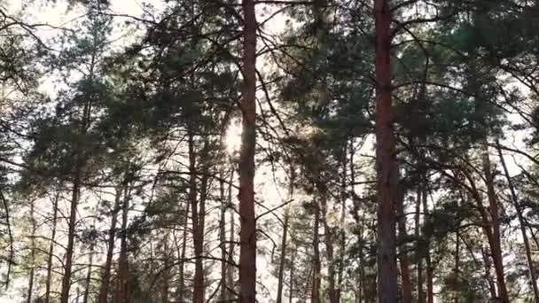 Rayos Sol Que Vierten Entre Los Árboles Bosque Pinos — Vídeo de stock