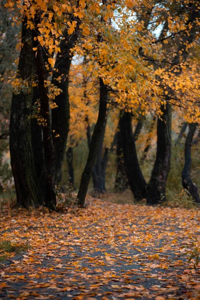 Piękny Jesienny Krajobraz Ścieżka Parku Pokryta Żółtym Urlopem — Zdjęcie stockowe