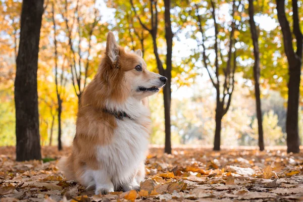 屋外の晴れた秋の日に美しいコーギーふわふわのポーズ オータム — ストック写真