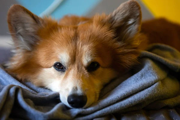 Крупным Планом Портрет Корги Пушистая Собака Лежит Одеяло — стоковое фото