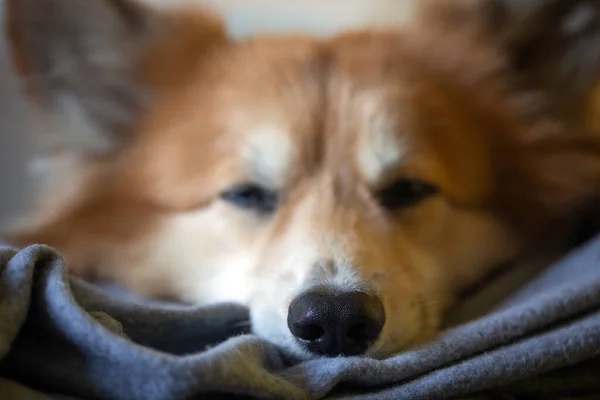 Nahaufnahme Porträt Corgi Flauschiger Hund Auf Einer Decke Liegend — Stockfoto