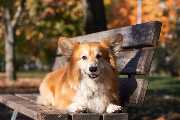 Hermoso Corgi Esponjoso Posando Banco Día Soleado Otoño Aire Libre — Foto de Stock