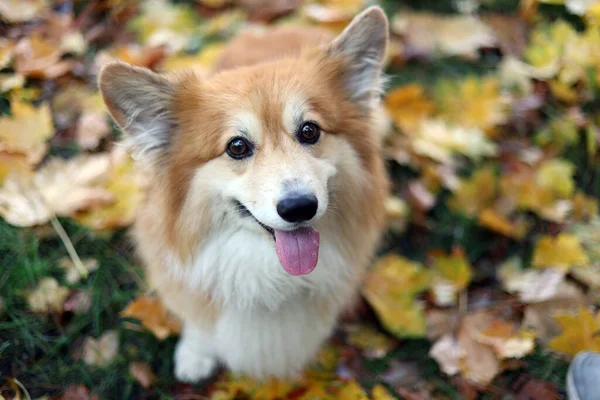 科吉在散步 以树叶为背景的狗 — 图库照片