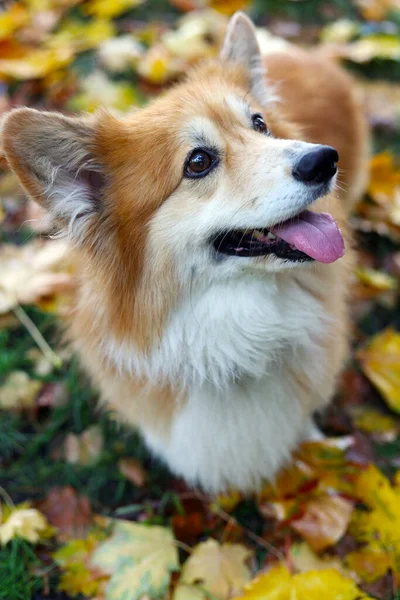 科吉在散步 以树叶为背景的狗 — 图库照片