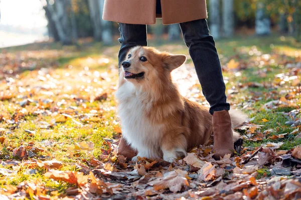 パーで歩く少女と犬のコーギー — ストック写真