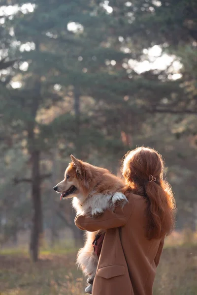 Девушка Собака Корги Гуляют Паре — стоковое фото