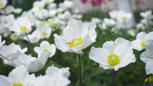 Fehér Japán Anemones Virágok Nőnek Kertben — Stock videók