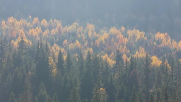 Barevná Podzimní Krajina Borovým Lesem Kopci Karpat — Stock video
