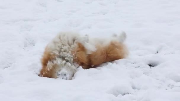 Αστείο Welsh Corgi Χνουδωτό Σκυλί Παίζει Ένα Χιόνι Παιχνίδι Δαχτυλίδι — Αρχείο Βίντεο