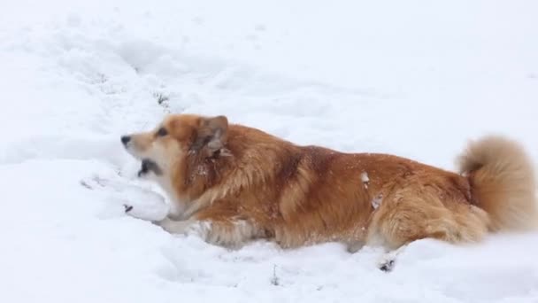 滑稽的威尔什 科奇毛茸茸的狗在雪地上玩橡皮圈玩具 — 图库视频影像
