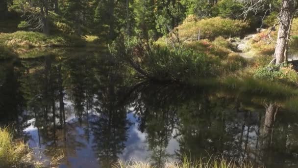 Pantano Verde Hermoso Bosque Soleado Sendero Bosque Virgen Rauris Urwald — Vídeos de Stock