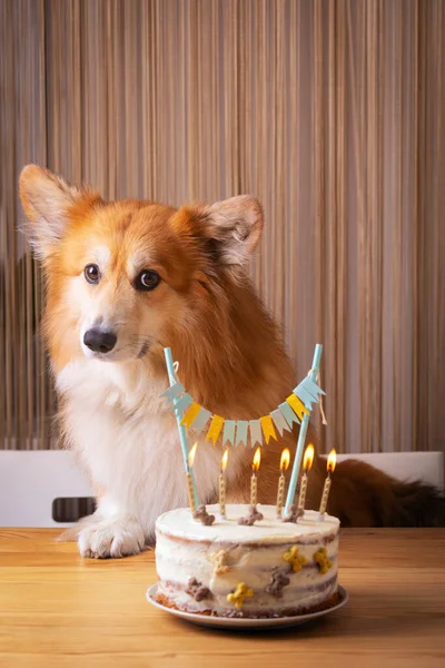Hundegeburtstag Corgi Neben Einer Mit Kerzen Und Knochen Dekorierten Torte — Stockfoto