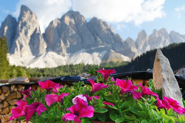 Piękny Widok Góry Różowymi Kwiatami Dolomity Włochy — Zdjęcie stockowe