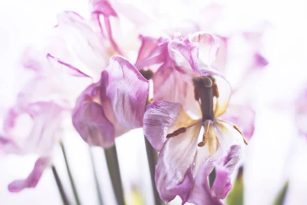 Abstrakt Bakgrund Med Blommor Vissnad Tulpan — Stockfoto