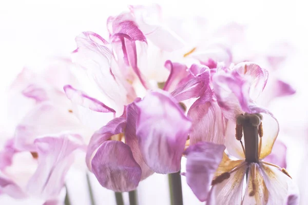 Abstraktní Pozadí Květinami Zvadlý Tulipán — Stock fotografie