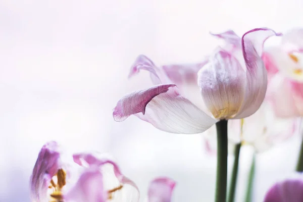 Fond Abstrait Avec Des Fleurs Tulipe Flétrie — Photo