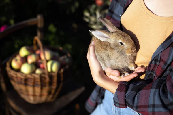 Happy Girl Garden Holds Rabbit Her Arms Basket Apples Nearby — Stock Photo, Image
