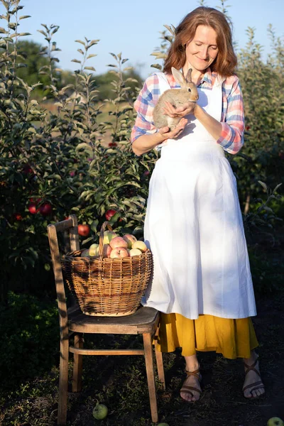 花园里快乐的姑娘怀里抱着一只兔子 身边抱着一筐苹果 乡村生活的美学 — 图库照片