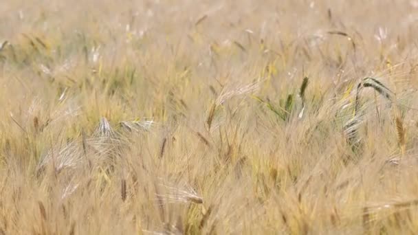 Сонячне Пшеничне Поле Крупним Планом Відео Невеликою Глибиною Різкості — стокове відео