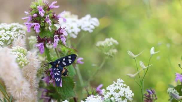 Πεταλούδα Κάθεται Ένα Λουλούδι Στον Κήπο Από Κοντά — Αρχείο Βίντεο