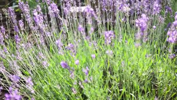 Purple Blooming Lavender Flowers Close View — Vídeos de Stock