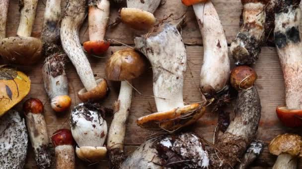 Diversos Cogumelos Silvestres Frescos Variam Fundo Madeira — Vídeo de Stock