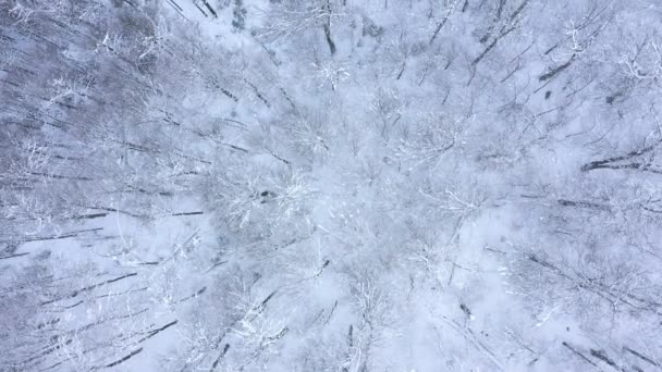 Dron Powietrza Widok Las Wysoko Górach Wzgórza Zimie Drzewami Pokrytymi — Wideo stockowe