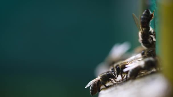 蜜蜂飞进飞出蜂窝 近距离观察 — 图库视频影像