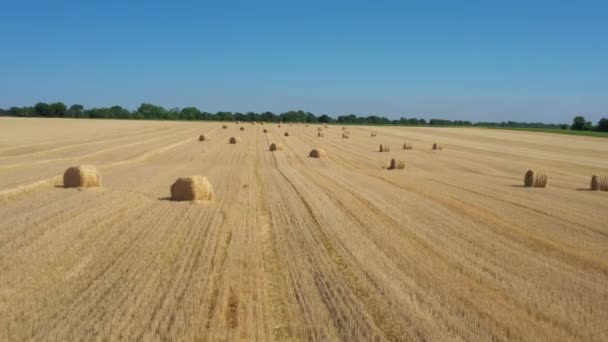 Bales Field Aerial View — Stock Video