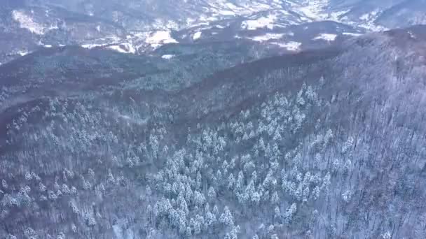Vista Aérea Drones Del Bosque Alto Colina Las Montañas Invierno — Vídeos de Stock