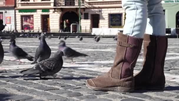 布拉索夫 罗马尼亚 2017年11月1日 在罗马城市布拉索夫的一个主要广场上喂鸽子 — 图库视频影像
