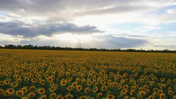 Evening Sunflower Field Time Blossom Aerial View — Stock Video