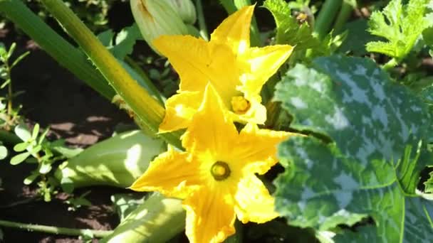 在花园里盛开的黄色骨髓花和骨髓蔬菜 — 图库视频影像