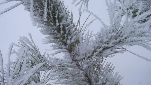 Śnieg Pokryte Sosny Igły Zbliżenie Widok — Wideo stockowe