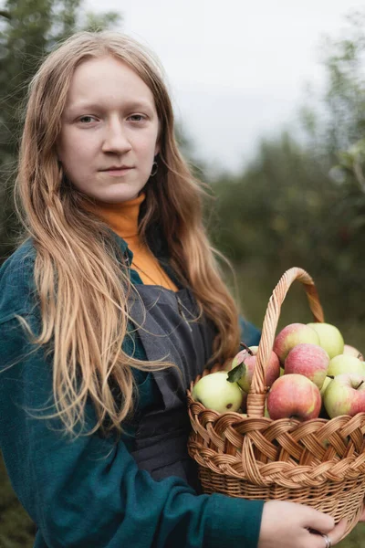 apple harvest and rural aesthetic. a basket of apples and a girls hand with an appl