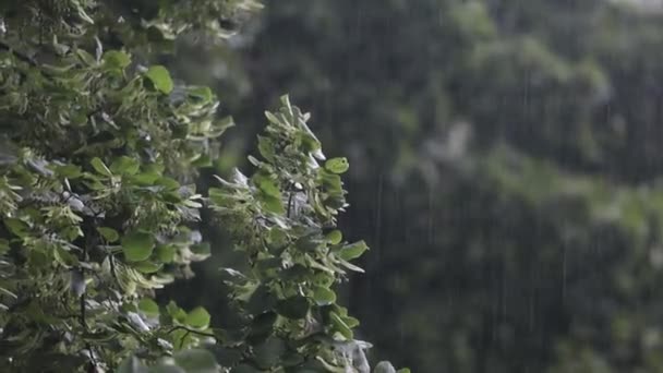 Krople Deszczu Spadające Drzewa Pochmurny Wiosenny Dzień — Wideo stockowe