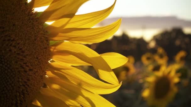 Крупним Планом Вид Квітку Соняшнику — стокове відео