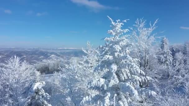 Vue Sur Beaux Arbres Blancs Givrés Dans Forêt Montagne Ensoleillée — Video