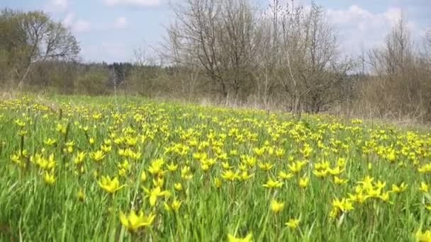 在多风的春日 在森林的草坪上盛开着黄色的野生郁金香 — 图库视频影像