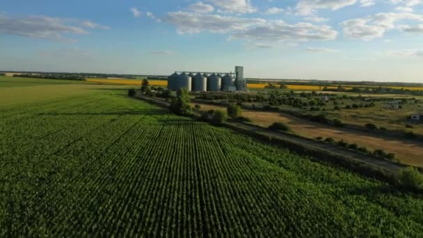 Modern Grain Silos Elevator Field Blooming Sunflowers Aerial View — Stock Video