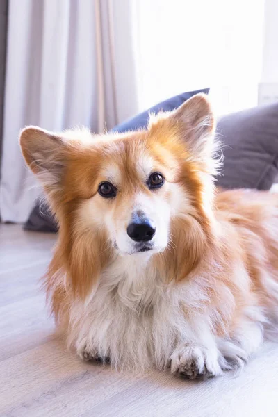 Piękny Corgi Pies Portret Pozowanie Dla Kamerzysty — Zdjęcie stockowe