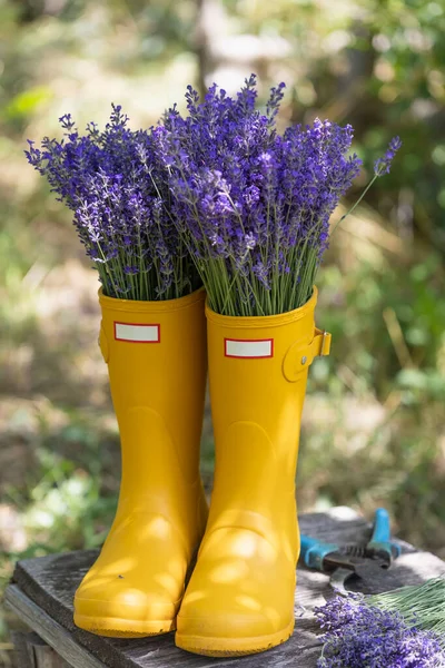 stock image bouquets of lavender in yellow rubber boots on the background of the garde