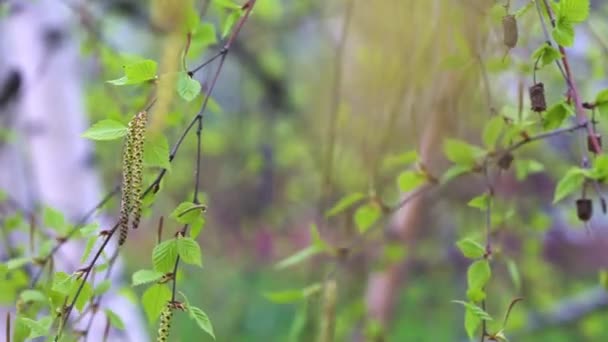 在多风的春日里 背景不集中的桦树芽的近景 — 图库视频影像