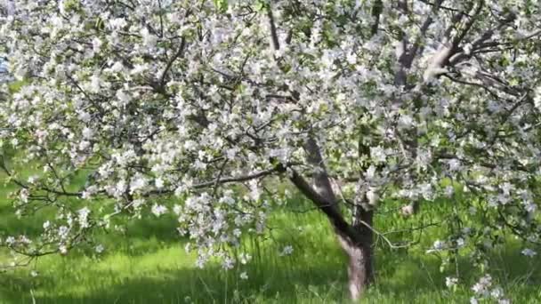 Macieiras Florescendo Com Flores Brancas Jardim Primavera Dia Ensolarado Ventoso — Vídeo de Stock