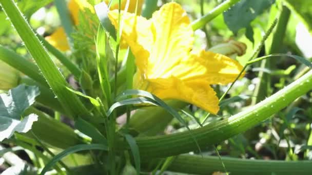 Bunga Sumsum Kuning Mekar Dan Sayuran Sumsum Yang Tumbuh Taman — Stok Video