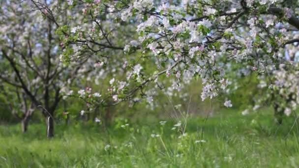 Kwitnące Jabłonie Białymi Kwiatami Wiosennym Ogrodzie Wietrzny Słoneczny Dzień — Wideo stockowe